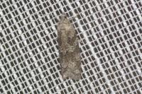 Cnephasia