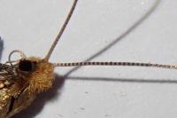 Nematopogon adansoniella