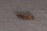 Acrolepiopsis vesperella