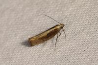 Acrolepiopsis vesperella