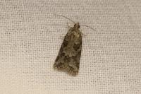 Cnephasia