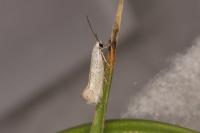 Elachista