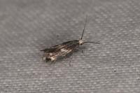 Elachista stabilella