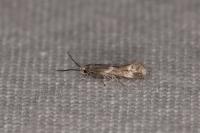 Elachista stabilella