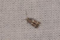 Elachista stabilella