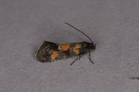 Chrysoesthia sexguttella