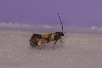 Chrysoesthia sexguttella
