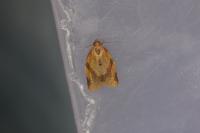 Clepsis consimilana