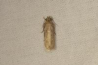 Platyedra subcinerea