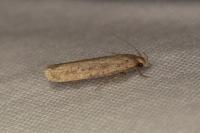 Platyedra subcinerea