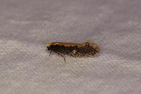 Monopis crocicapitella
