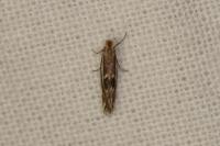 Bucculatrix