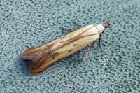 Mesophleps silacella