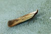 Mesophleps silacella