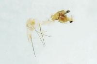 Nematopogon swammerdamella