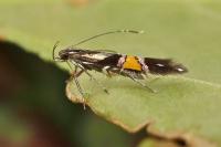 Cosmopterix orichalcea