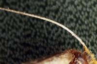 Nematopogon swammerdamella