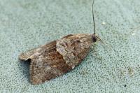 Syndemis musculana