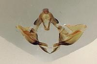 Syndemis musculana
