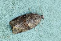 Syndemis musculana
