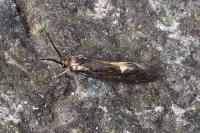 Esperia sulphurella