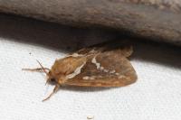 Korscheltellus lupulinus