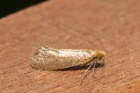 Nematopogon