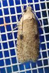 Agonopterix propinquella