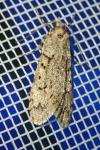Diurnea fagella