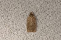 Agonopterix scopariella