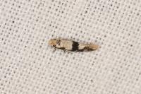 Infurcitinea atrifasciella