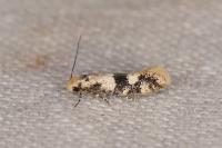 Infurcitinea atrifasciella