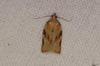Clepsis siciliana
