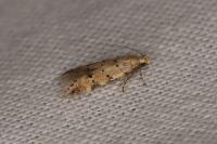 Pseudotelphusa paripunctella