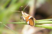 Alabonia geoffrella