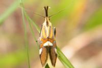 Alabonia geoffrella