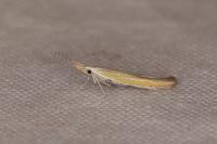 Coleophora