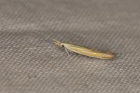 Coleophora