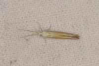 Coleophora