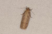Platyedra subcinerea