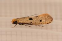 Tinea trinotella