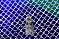 Cnephasia