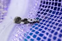 Ethmia quadrillella