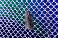 Cnephasia