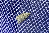 Cnephasia