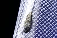 Cnephasia