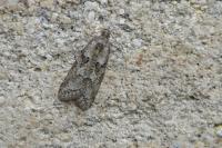 Cnephasia
