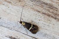 Adela australis