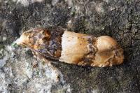 Lobesia bicinctana