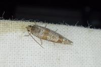 Rhyacionia